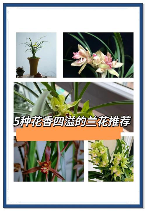 兰花开花有香味吗?揭秘花期、香味与养护全攻略 兰花不开花或不香的常见原因与解决