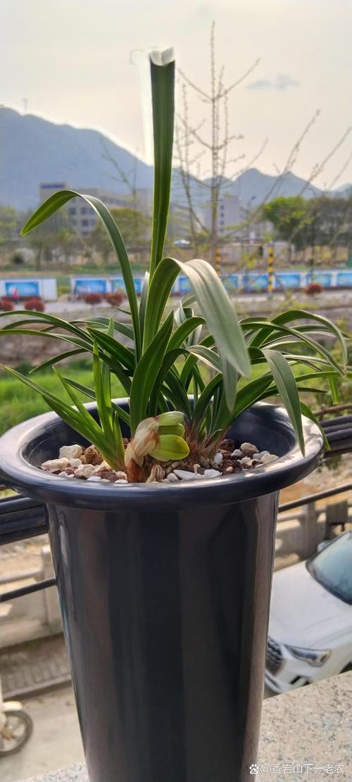 兰花开花有香味吗?揭秘花期、香味与养护全攻略 总结