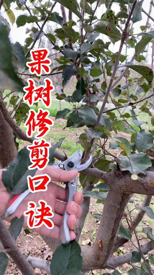 果树苗怎么修剪?掌握这5个核心技巧,增产增收很简单 成年结果树的修剪核心:稳定产量与更新枝组