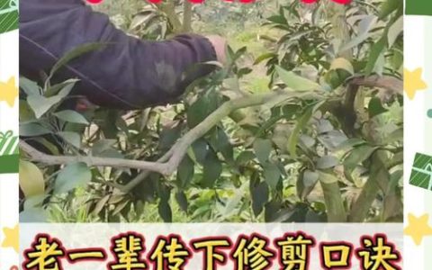 果树苗怎么修剪？掌握这5个核心技巧，增产增收很简单