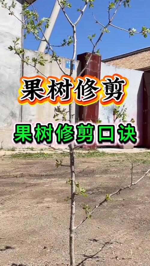 果树苗怎么修剪?掌握这5个核心技巧,增产增收很简单 总结