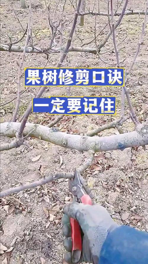 果树苗怎么修剪?掌握这5个核心技巧,增产增收很简单 修剪后的养护管理:让伤口更快愈合