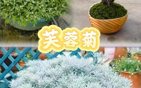 家里种芙蓉菊吉利吗？庭院盆栽设计师带你科学认识芙蓉菊