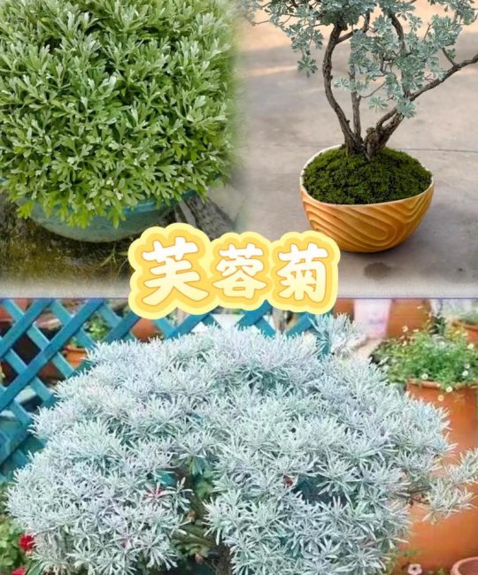 家里种芙蓉菊吉利吗？庭院盆栽设计师带你科学认识芙蓉菊