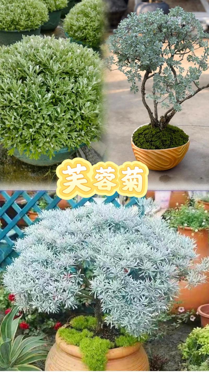 家里种芙蓉菊吉利吗?庭院盆栽设计师带你科学认识芙蓉菊 家里种芙蓉菊吉利吗?庭院盆栽设计师带你科学认识芙蓉菊