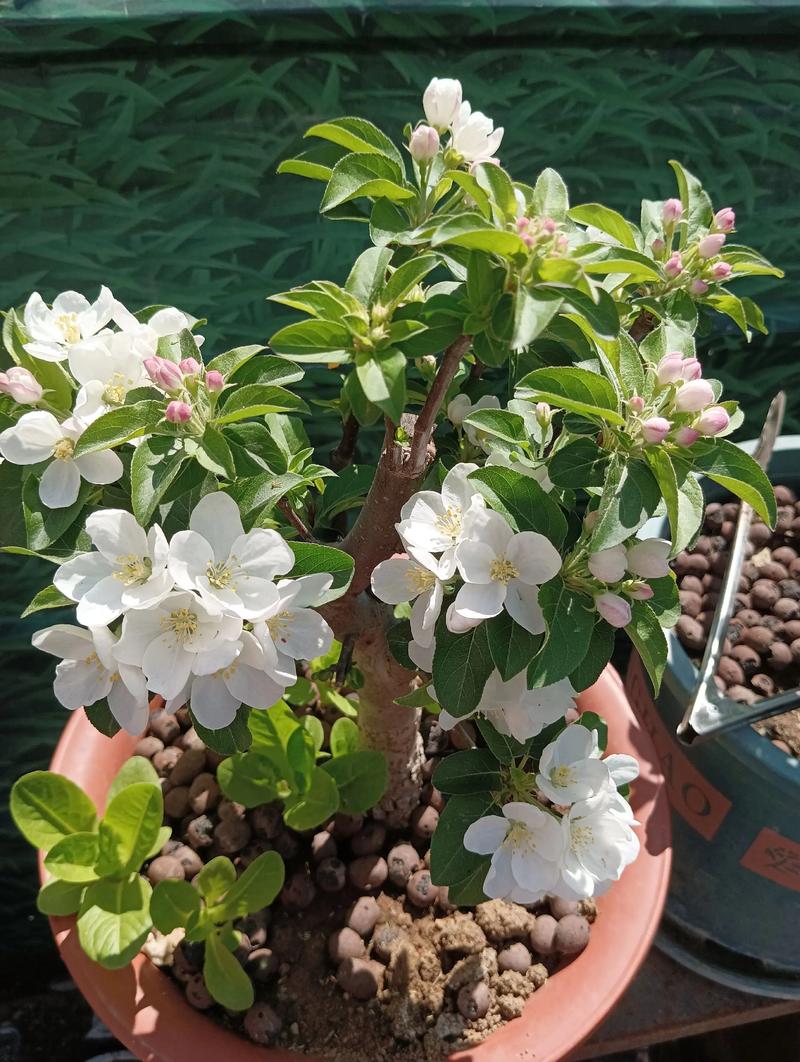 影响樱桃树开花的关键因素