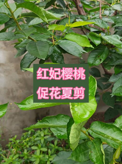 促花促果的科学养护步骤