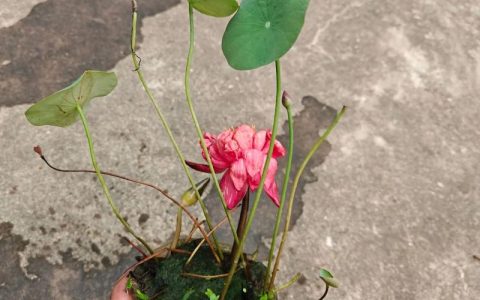 碗莲可以和睡莲一起种吗？庭院水景共养全攻略
