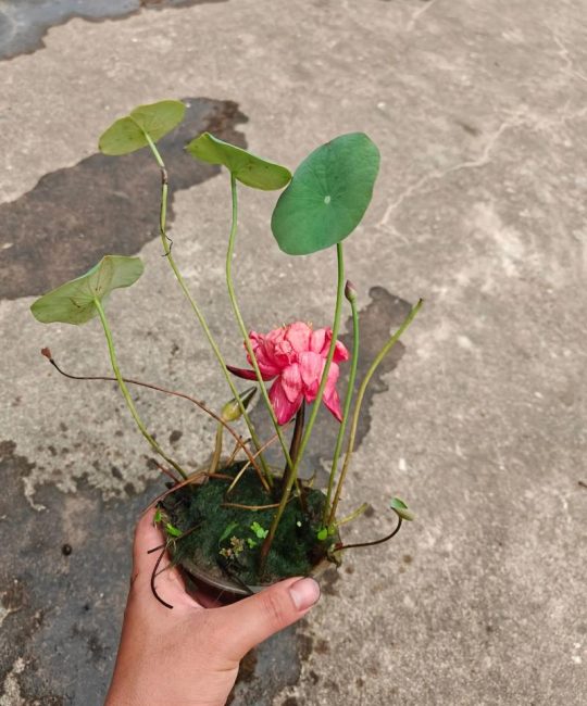 碗莲可以和睡莲一起种吗？庭院水景共养全攻略
