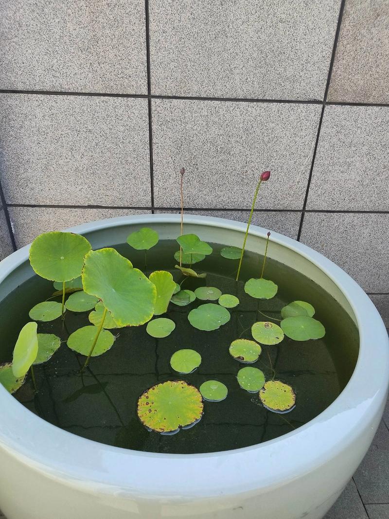推荐品种搭配清单