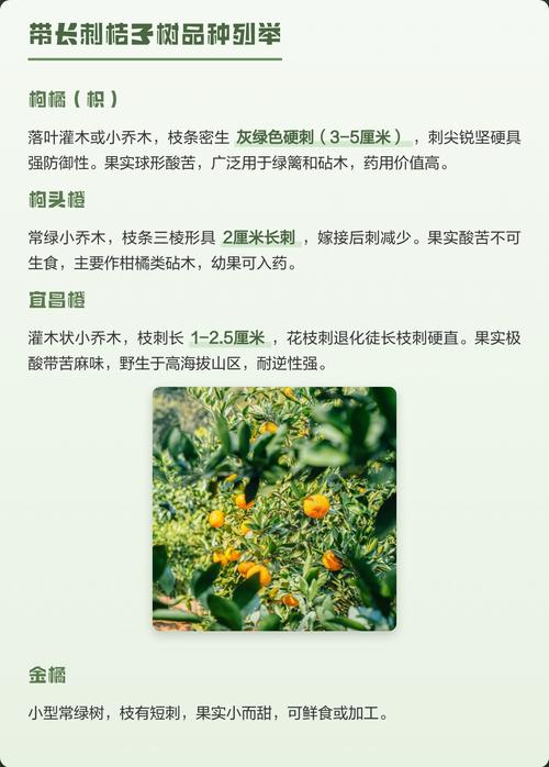 关于无刺柑橘品种的选育