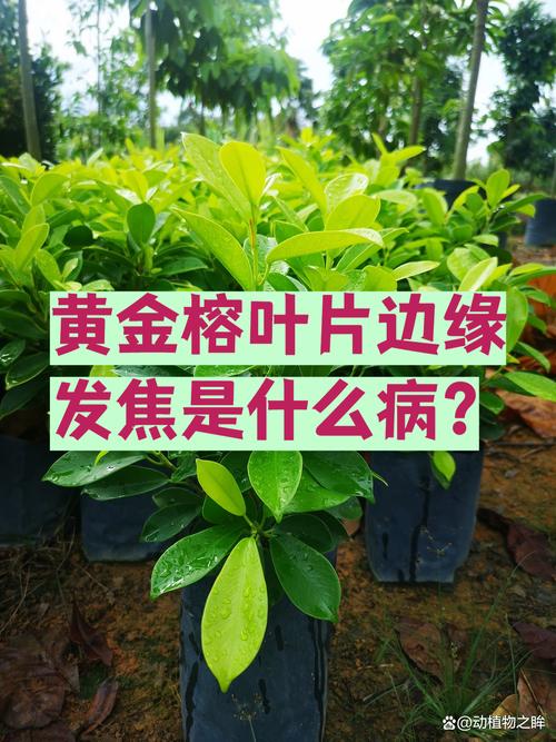 五、适种区域（基于中国建筑气候分区）