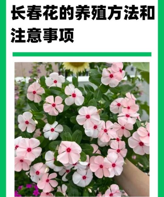 如何养好长春花？从浇水到换盆的全方位养护指南