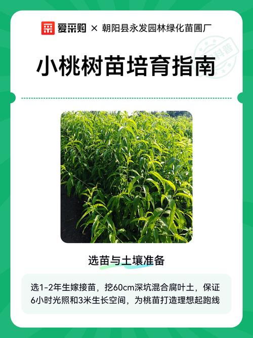 桃树适合种在什么土壤?选对土质是丰产的第一步 四、新建桃园土壤改良四步走