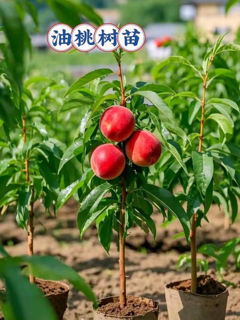 桃树适合种在什么土壤?选对土质是丰产的第一步 五、桃树忌重茬:老桃园地不能直接再种桃