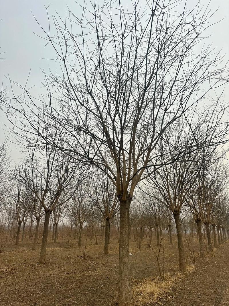 哪里供应国槐树苗?科学甄别苗圃渠道的五个核查要点 第二步:规格测量验证——用标尺说话,拒绝目测估算
