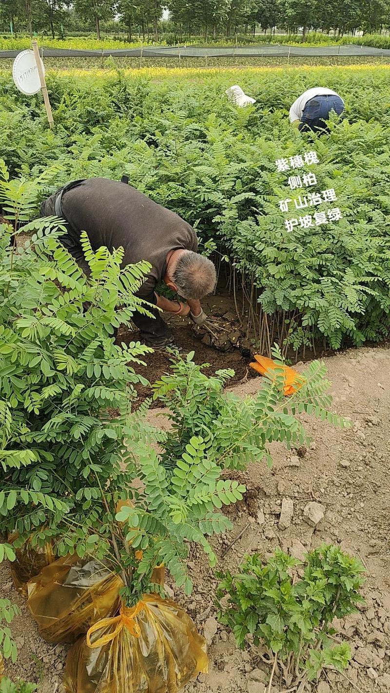 哪里供应国槐树苗?科学甄别苗圃渠道的五个核查要点 第五步:售后补苗条款——只认书面承诺,不认口头保证