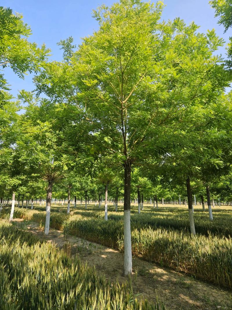 哪里供应国槐树苗?科学甄别苗圃渠道的五个核查要点 第四步:运输与检疫合规核查——缺一票,缓收货