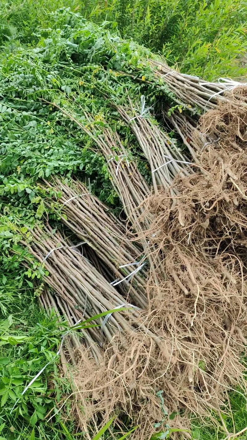 哪里供应国槐树苗?科学甄别苗圃渠道的五个核查要点 附:供应商初筛自查清单(可直接复制)
