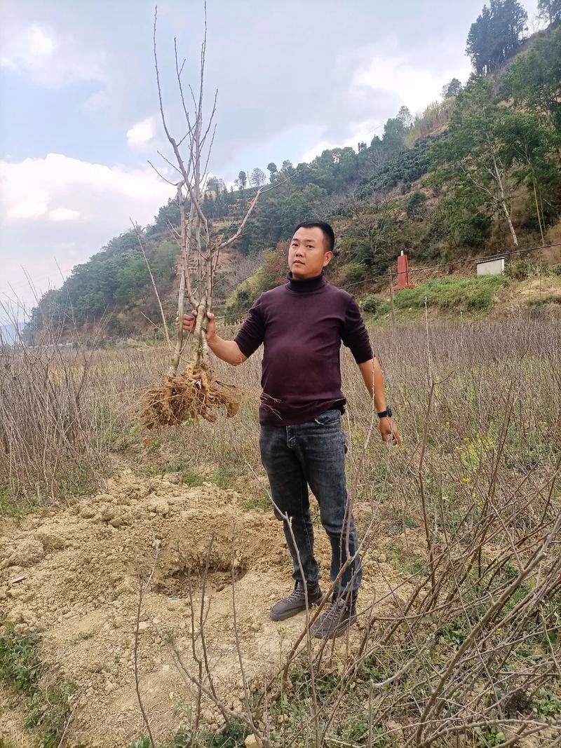 哪里有养殖梅花鹿?打造优质养殖园区的苗木采购渠道分析指南 第四步:售后补苗与书面约定
