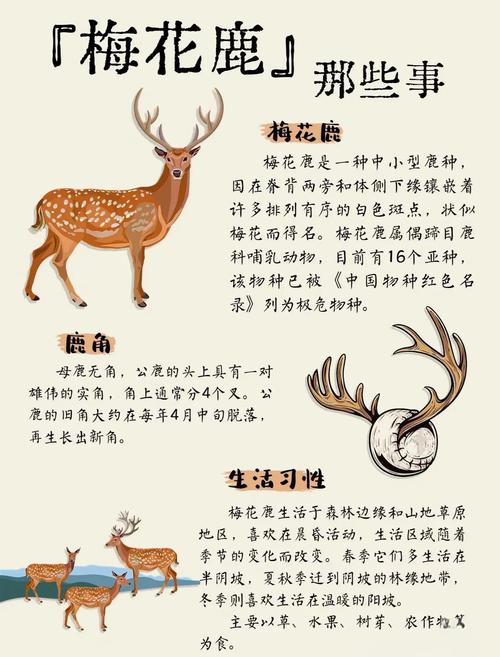 哪里有养殖梅花鹿?打造优质养殖园区的苗木采购渠道分析指南 结语