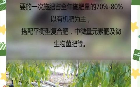 枣树最爱三种肥料及科学施肥全攻略