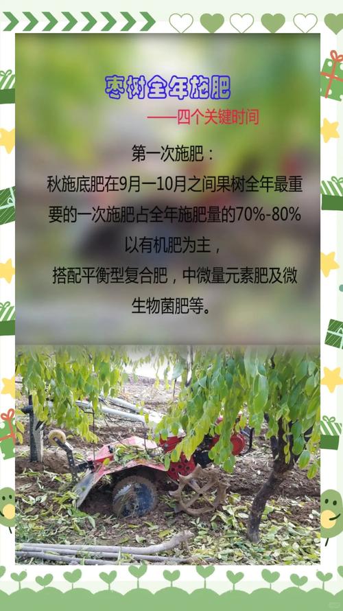 枣树最爱三种肥料及科学施肥全攻略 枣树最爱三种肥料及科学施肥全攻略