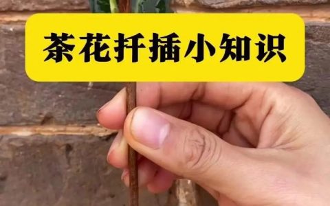茶花怎么长叶子？从根系到光照，全面解析叶片生长密码