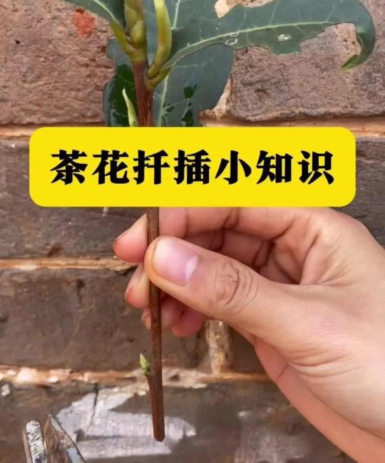 茶花怎么长叶子？从根系到光照，全面解析叶片生长密码
