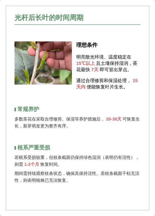 茶花怎么长叶子?从根系到光照,全面解析叶片生长密码 光照与水肥精准方案:春季是长叶关键期