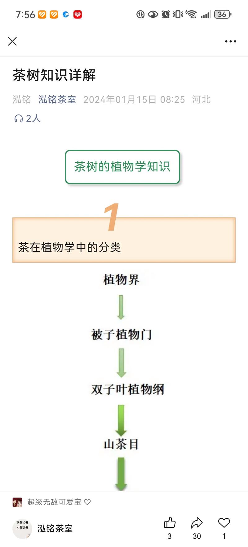 茶花怎么长叶子?从根系到光照,全面解析叶片生长密码 修剪促叶系统指导