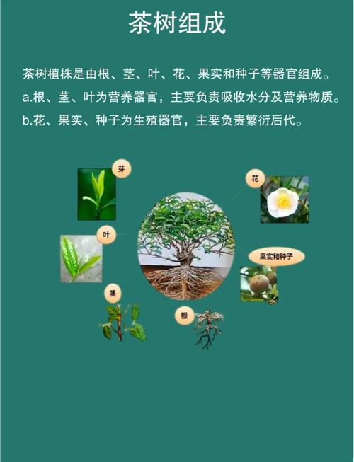 茶花怎么长叶子?从根系到光照,全面解析叶片生长密码 盆栽与地栽选择决策