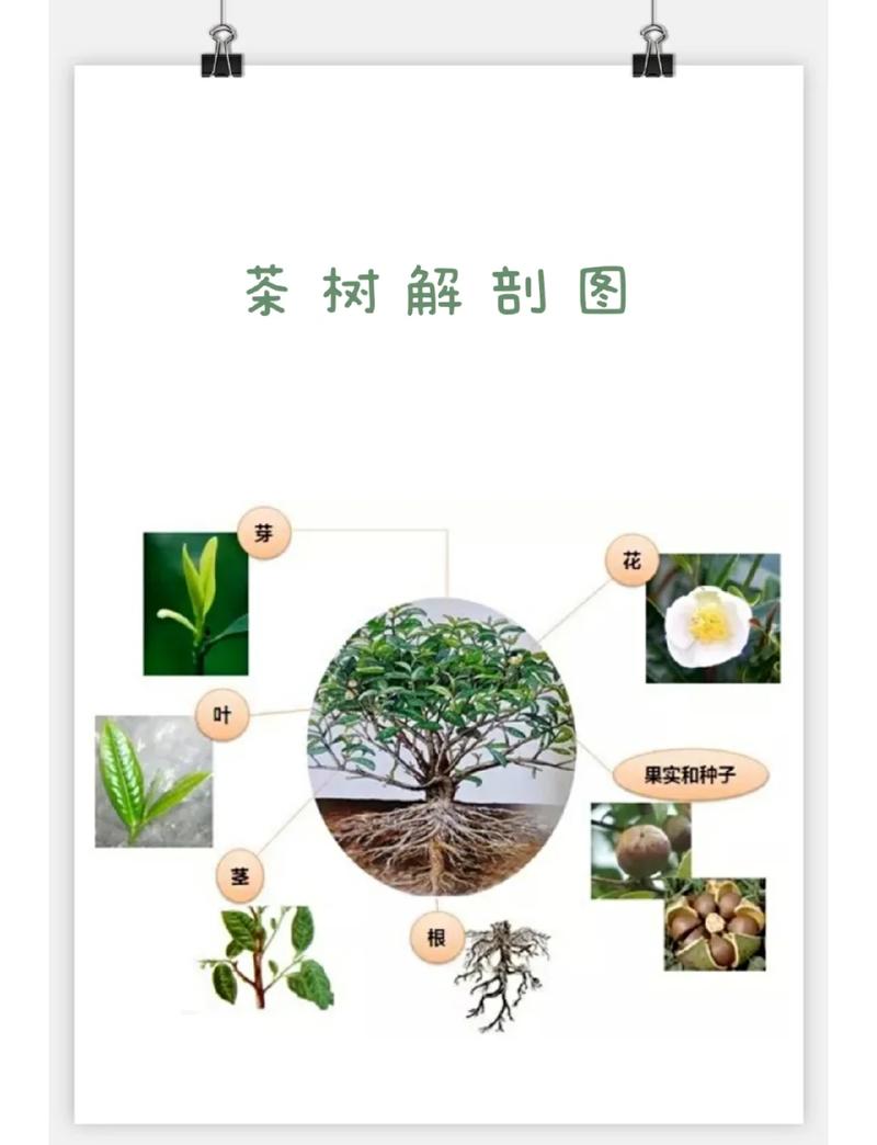茶花怎么长叶子?从根系到光照,全面解析叶片生长密码 越冬与越夏管理
