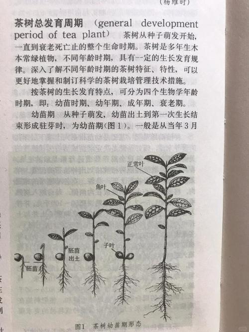 茶花怎么长叶子?从根系到光照,全面解析叶片生长密码 常见误区与纠正