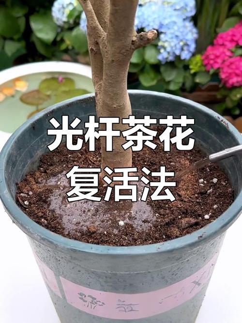 茶花怎么长叶子?从根系到光照,全面解析叶片生长密码 总结