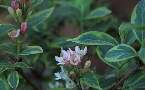 花叶锦带的养殖方法和注意事项：花开不断、叶色艳丽的养护指南