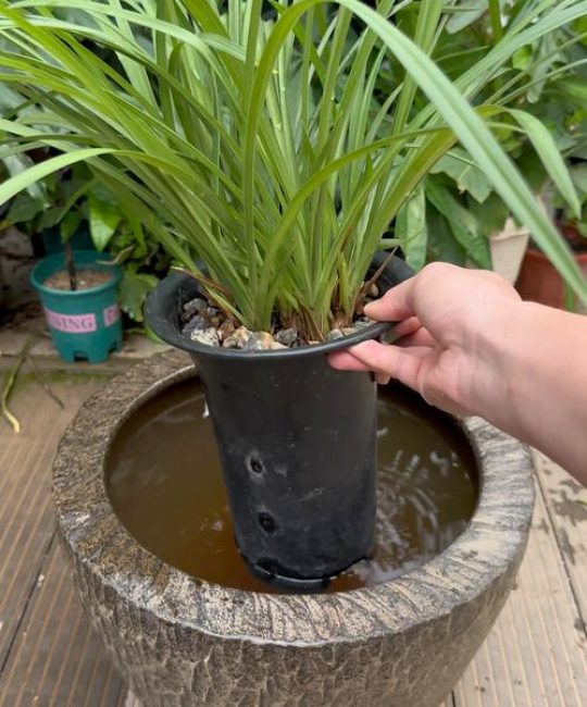 刚买回来兰花怎么装盆？手把手教你正确上盆，避免烂根黄叶