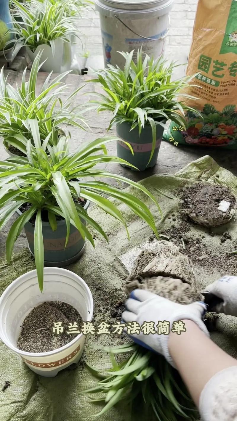 刚买回来兰花怎么装盆?手把手教你正确上盆,避免烂根黄叶 四、服盆期养护要点
