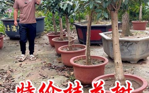 什么树能嫁接桂花？砧木选错，成活率直接砍半
