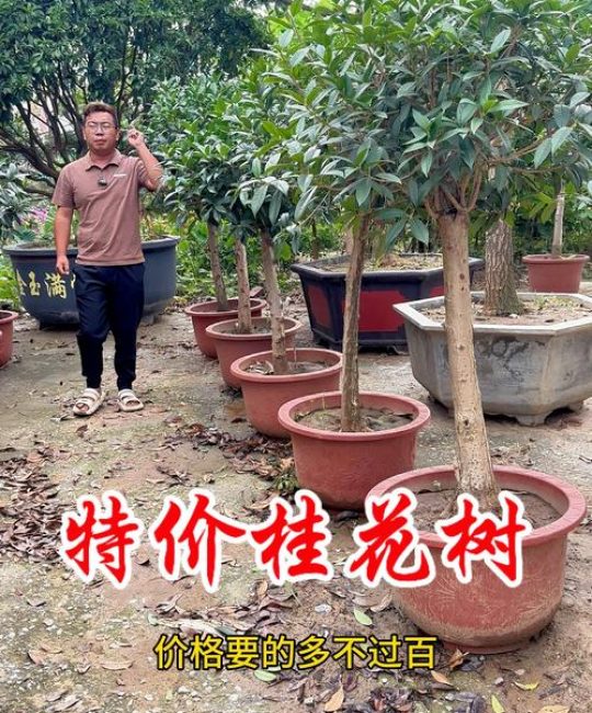 什么树能嫁接桂花？砧木选错，成活率直接砍半