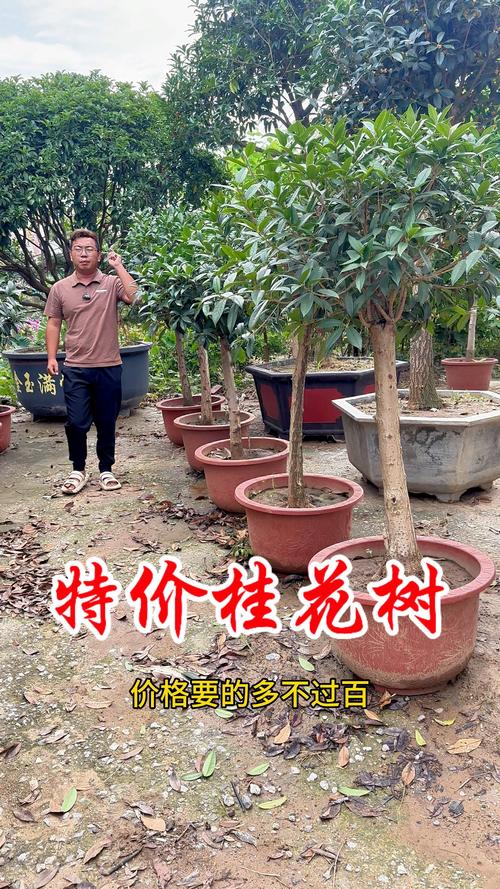 什么树能嫁接桂花?砧木选错,成活率直接砍半 什么树能嫁接桂花?砧木选错,成活率直接砍半