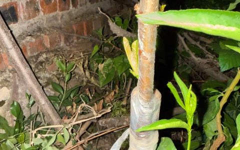 嫁接桃树的最佳季节：春季萌芽前与秋季落叶后，成活率最高可达90%以上