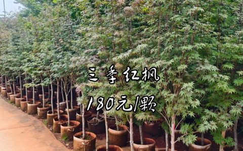 8公分红枫树多少钱一棵？2026年价格参考与影响因素全解析