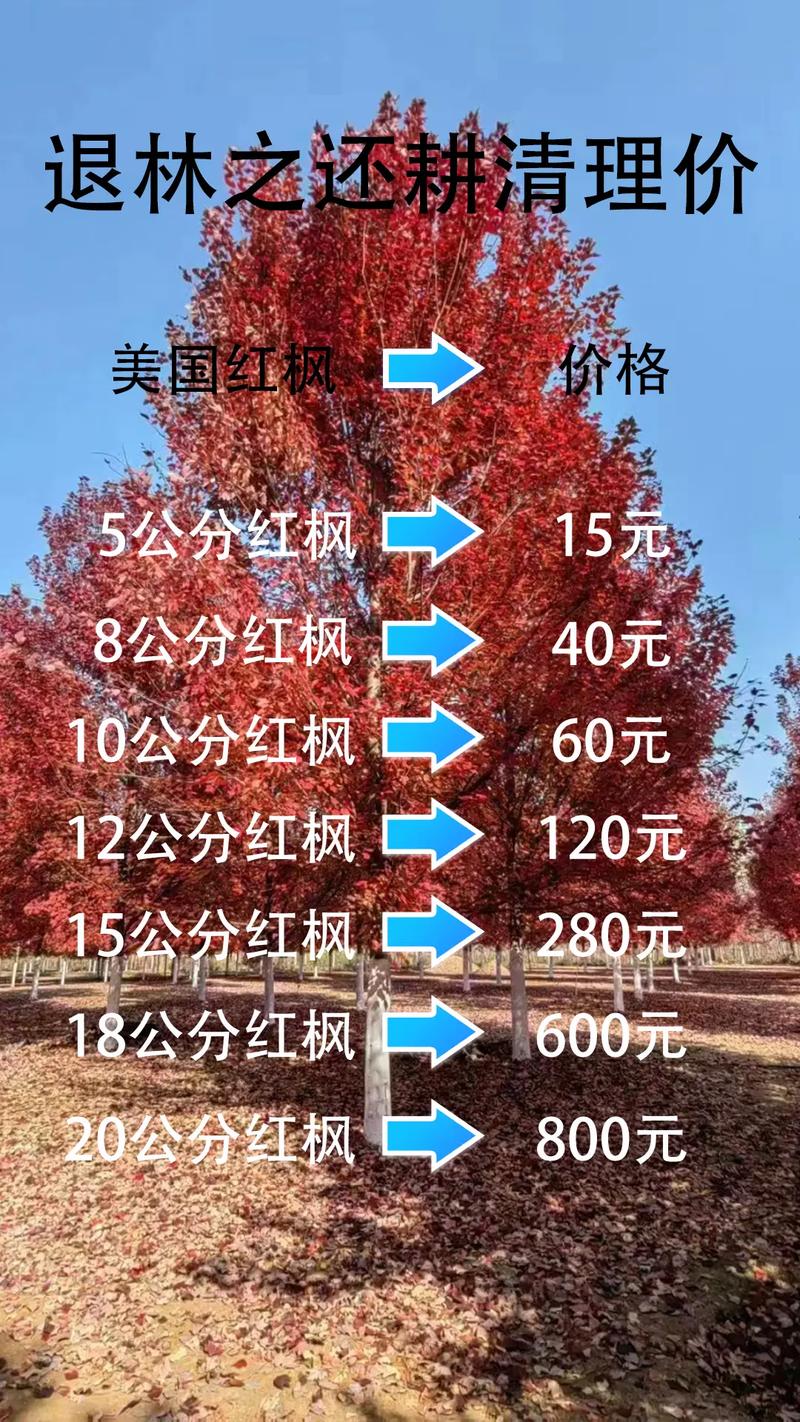 8公分红枫树多少钱一棵?2026年价格参考与影响因素全解析 数量影响