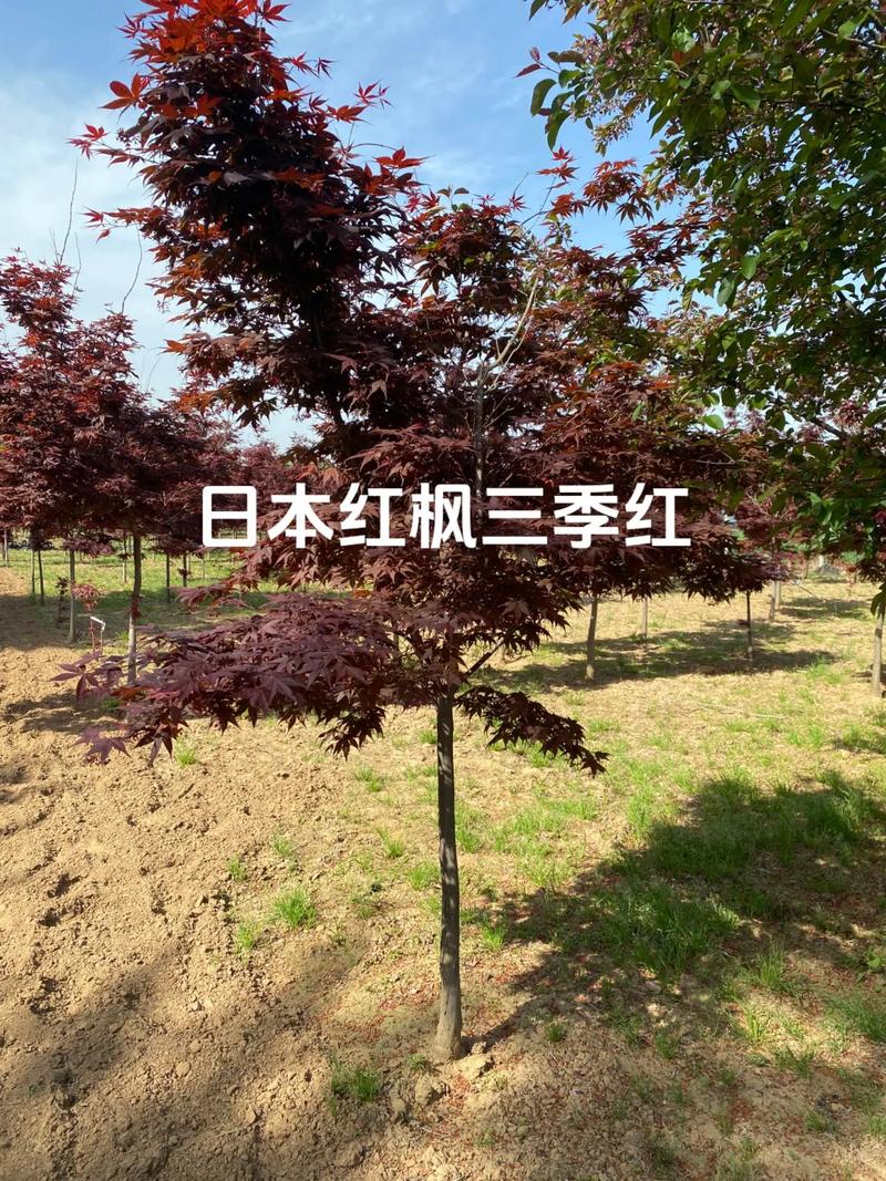 8公分红枫树多少钱一棵?2026年价格参考与影响因素全解析 运输影响