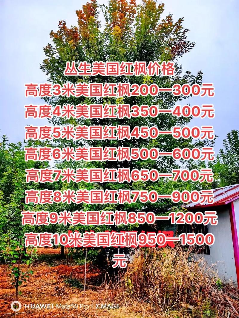 8公分红枫树多少钱一棵?2026年价格参考与影响因素全解析 咨询指南