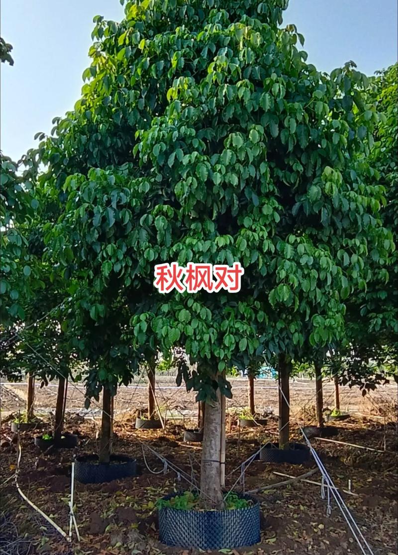 8公分红枫树多少钱一棵?2026年价格参考与影响因素全解析 FAQ(常见问题)