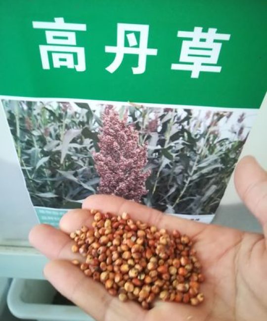 高丹草种子多少钱一斤？2025年最新价格参考