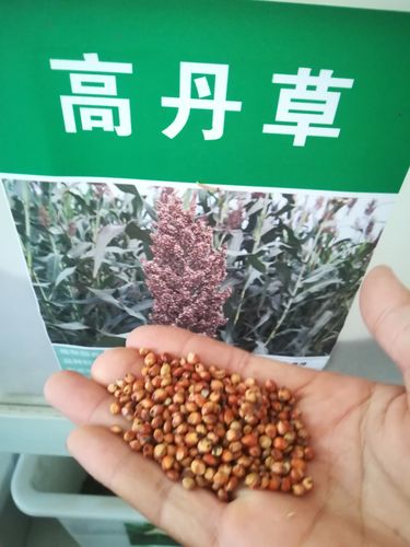 高丹草种子多少钱一斤?2025年最新价格参考 价格快速参考