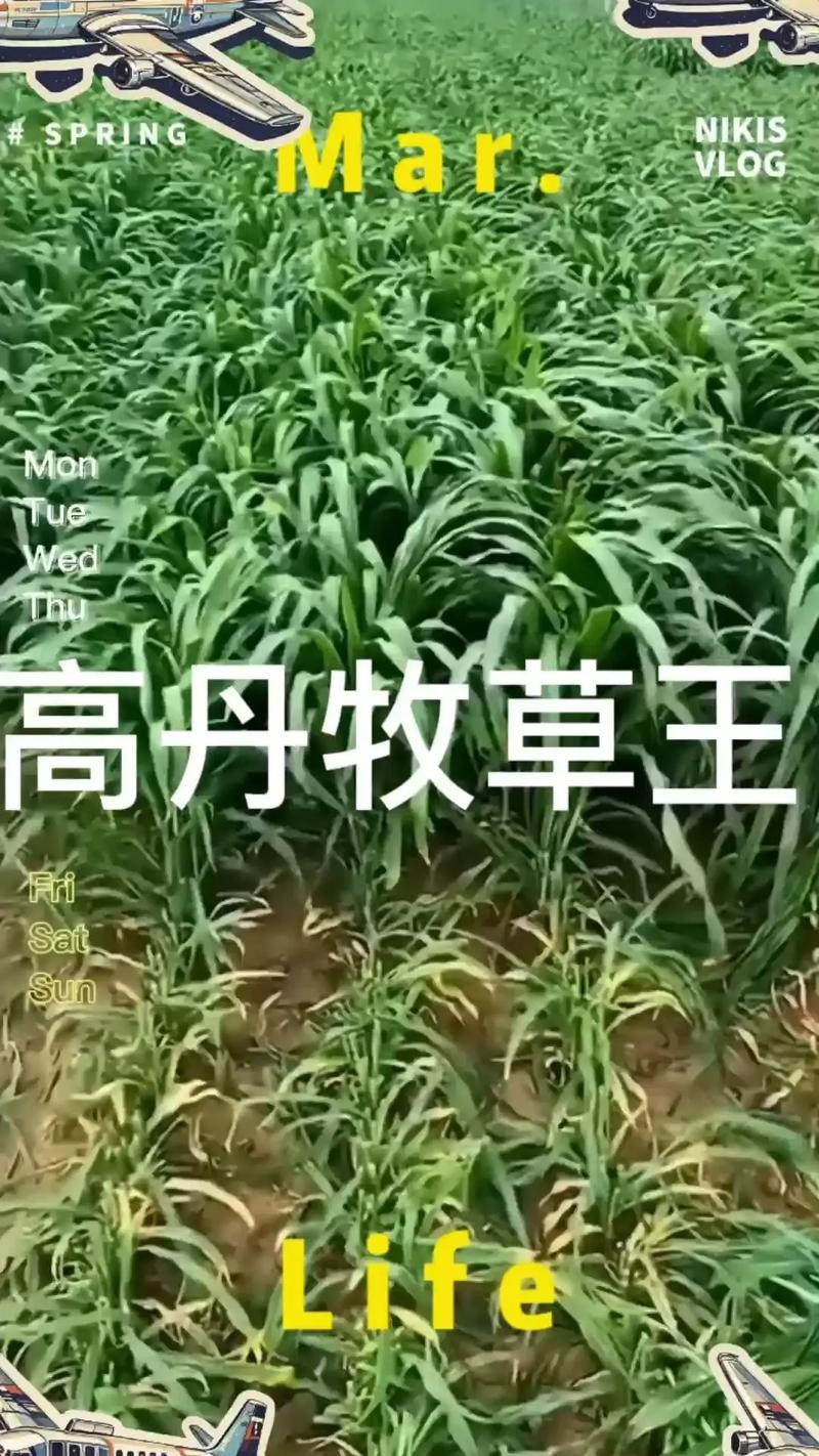 高丹草种子多少钱一斤?2025年最新价格参考 产地因素